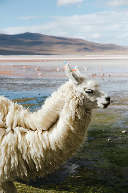 alpacas bolivia