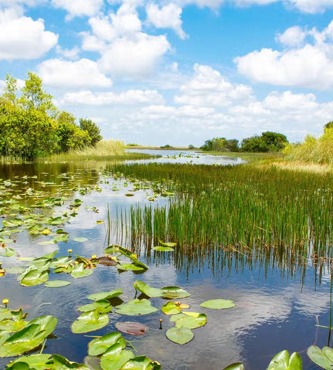 Oferta-Everglades-+-Autobús-turístico-de-Big-Bus-+-Casas-de-los-Famosos Xochimilco Barco FiestaTentación +18 con barra libre y tacos